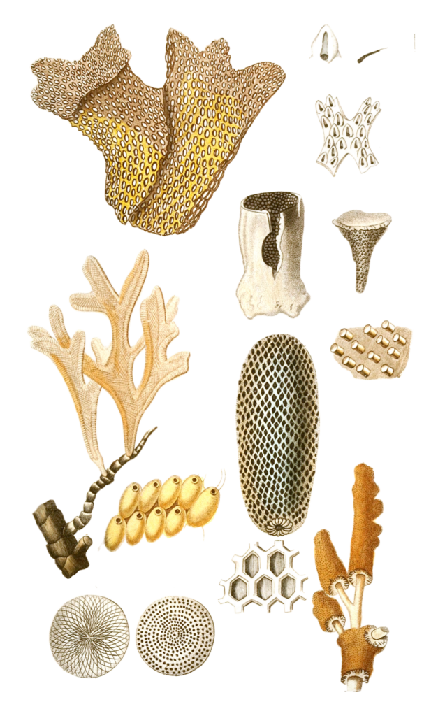 Retepore Dentelle Vintage Coral Illustrations In The Public Domain