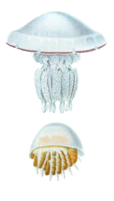 Rhizostome De Curview Jellyfish Vintage Jellyfish Illustrations In The Public Domain
