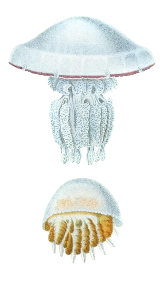 Rhizostome De Curview Jellyfish Vintage Jellyfish Illustrations In The Public Domain