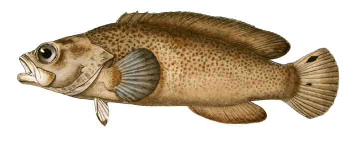 Savonner Sable Vintage Fish Illustrations In The Public Domain