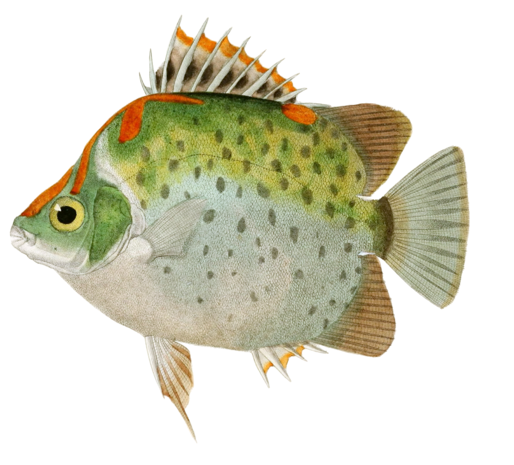 Scatophage Orne Vintage Fish Illustrations In The Public Domain