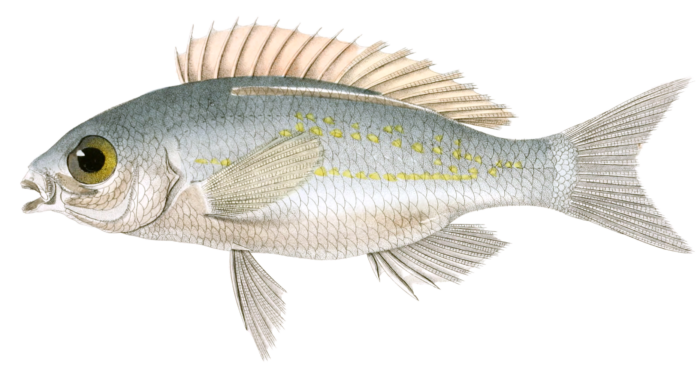 Scolopside A Maxillaire Epineux Vintage Fish Illustrations In The Public Domain