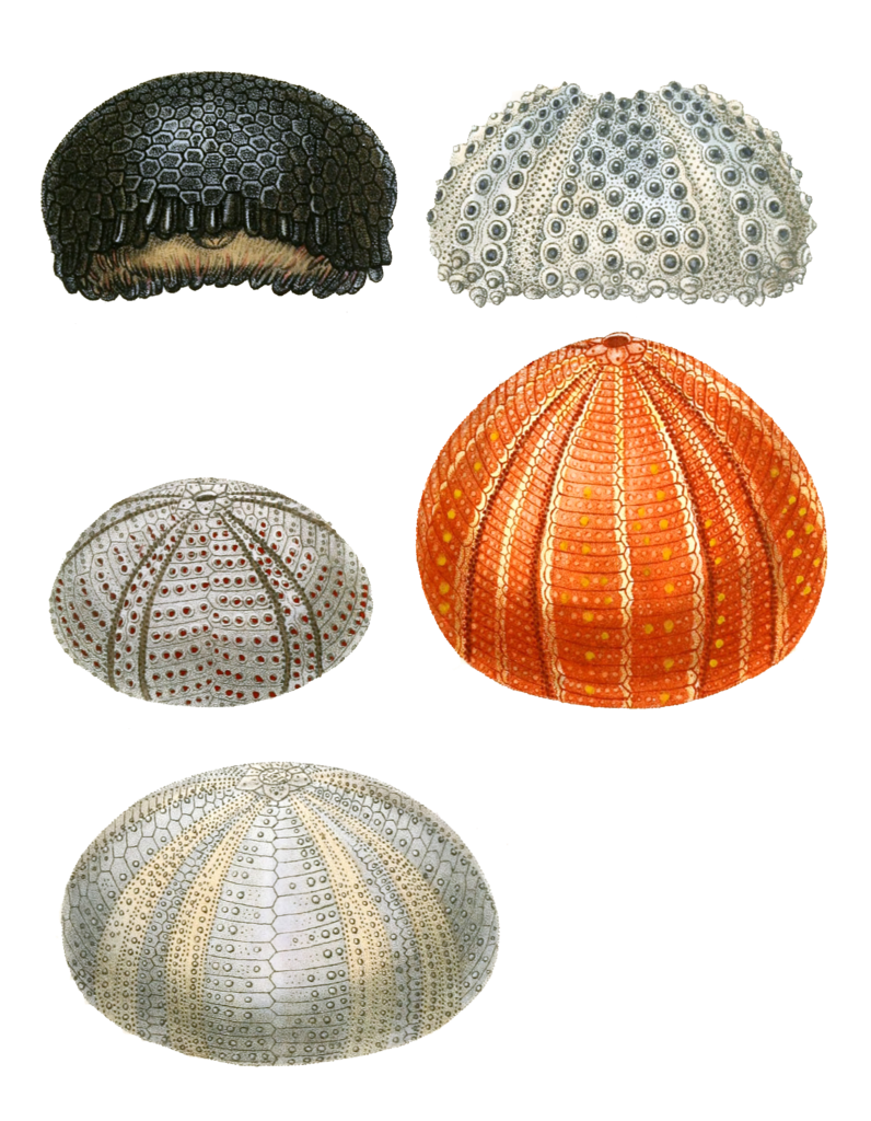 Sea Urchins Various Vintage Sea Life Illustrations In The Public Domain