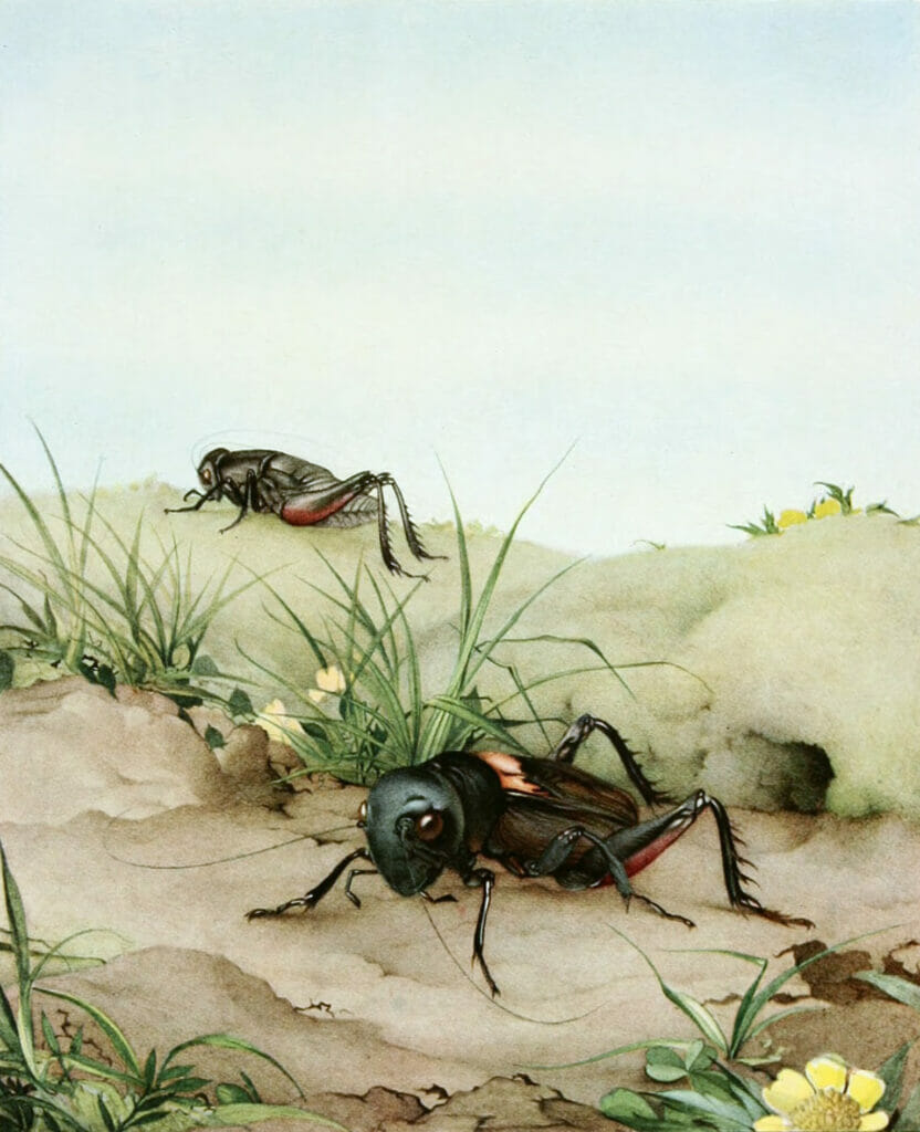 The Cricket Vintage Illustration Of Insects