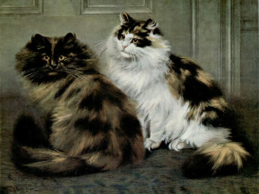 Tortoiseshell And Tortoisehell And White Persians Vintage Cat Illustrations In The Public Domain