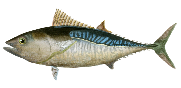 Tuna Thon A Ailes Courtes Vintage Fish Illustrations In The Public Domain