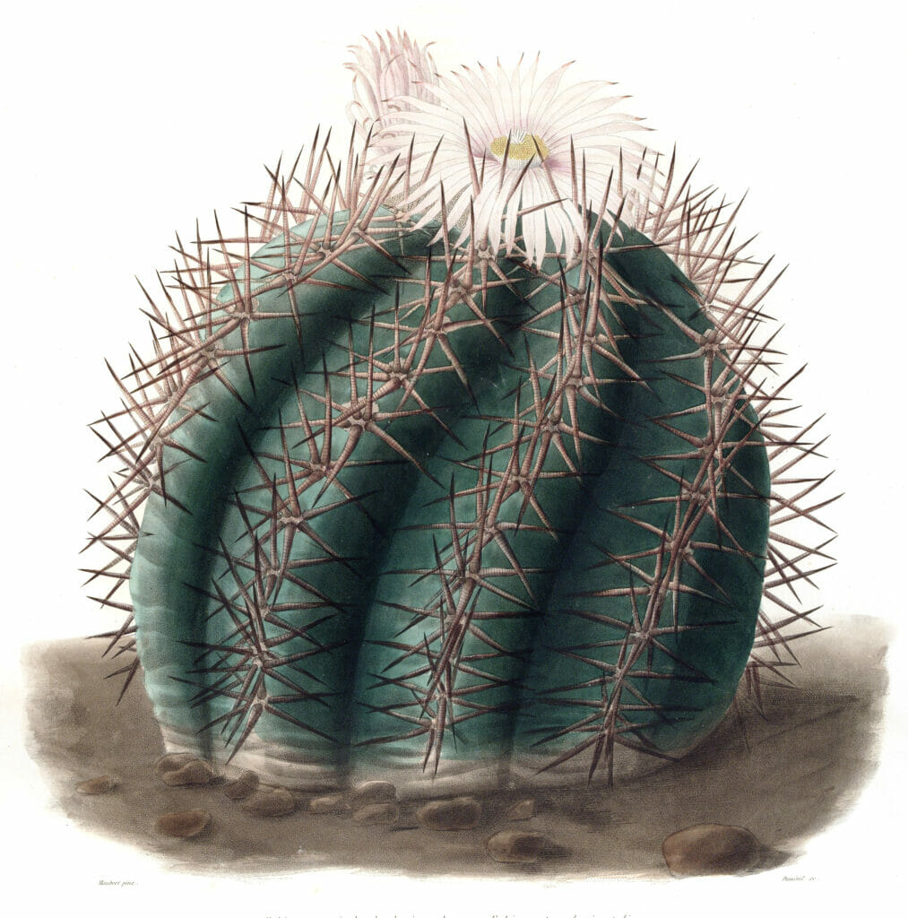 Turks Head Cactus Echinocactus Horizonthalonius Vintage Cactus Illustration