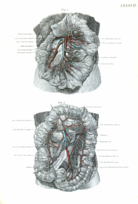 Vintage Human Anatomy Illustrations Internal Organs