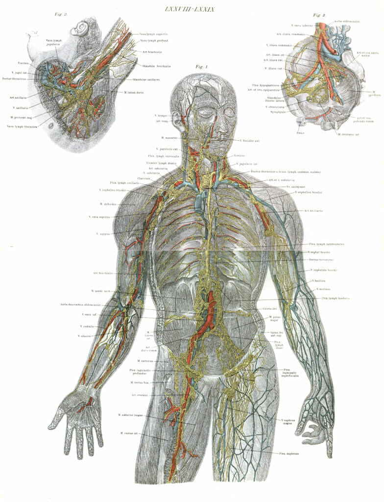 Vintage Human Anatomy Illustrations Of Human Arteries