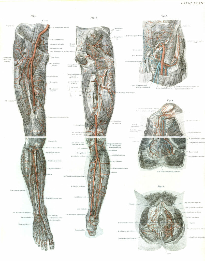 Vintage Human Anatomy Illustrations Of Leg And Male And Femal Genitals