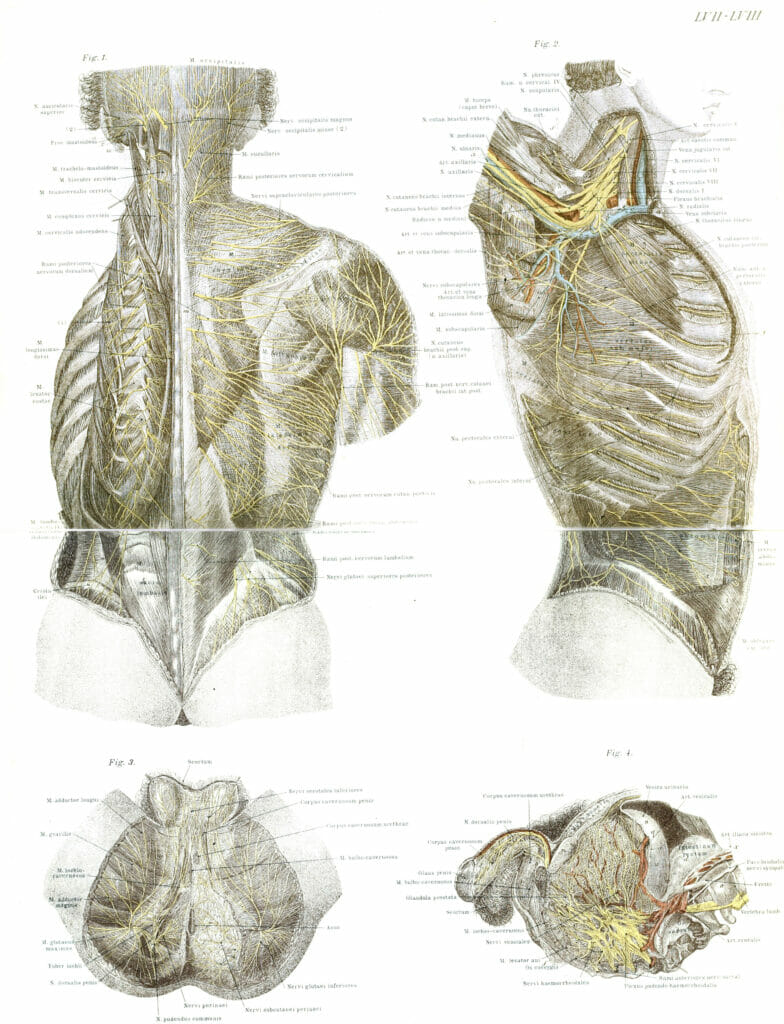 Vintage Human Anatomy Illustrations Of Human Body Including Genitals