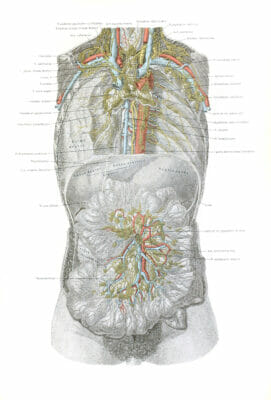 Vintage Human Anatomy Illustrations Of Human Stomach Female