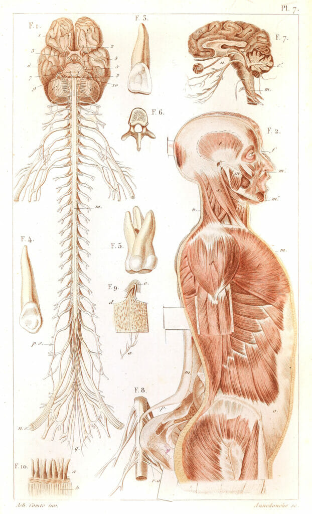 Vintage Human Anatomy Illustration Brain And Spinal Chord Muscle Structure