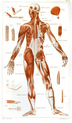 Vintage Human Anatomy Illustration Full Body Muscles Rear