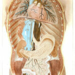 Vintage Human Anatomy Illustration Internal Organs 2