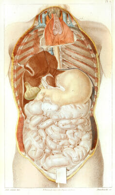 Vintage Human Anatomy Illustration Internal Organs 1