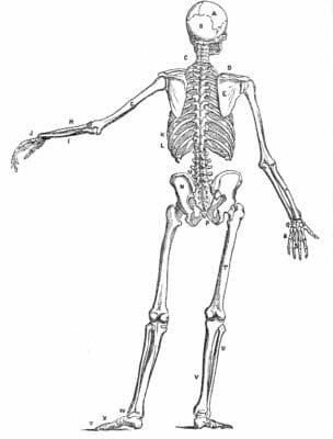 Vintage Human Anatomy Illustration Skeleton Rear View