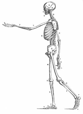 Vintage Human Anatomy Illustration Skeleton Side View