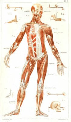 Vintage Human Anatomy Illustration Full Body Muscles