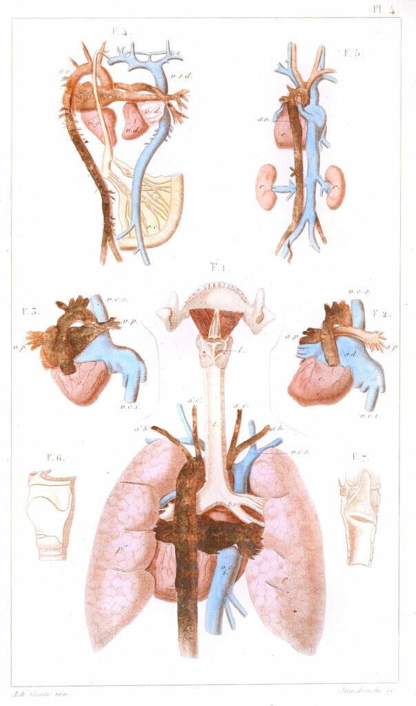 Vintage Human Anatomy Illustrationlungs From Rear