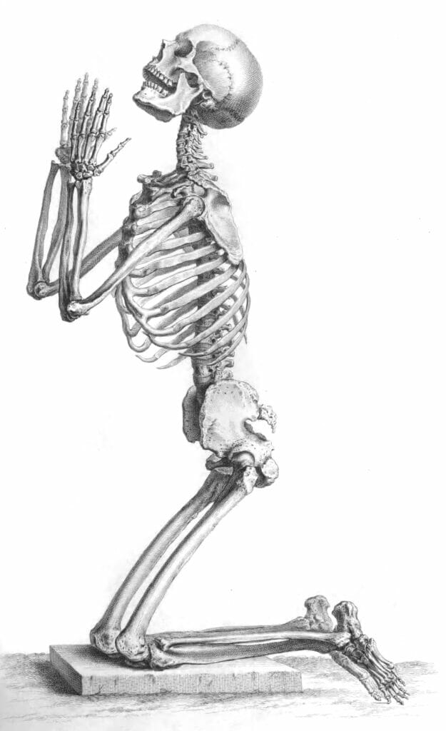 Vintage Human Anatomy Illustration Of A Skeleton In A Praying Pose