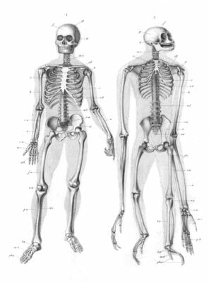 Vintage Human Skeleton Illustration
