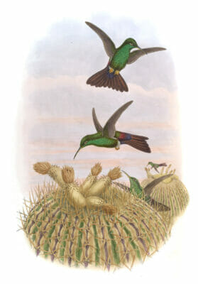 Vintage Illustration Of Black Vented Plumeleteer Hummingbird In The Public Domain