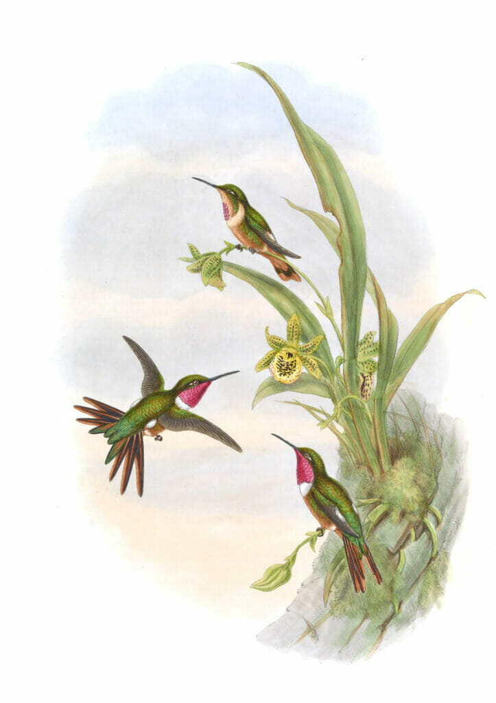 Vintage Illustration Of Bryants Wood Star Hummingbird In The Public Domain