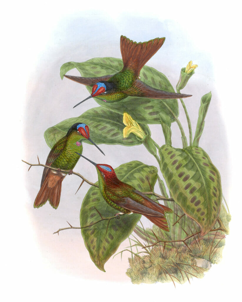 Vintage Illustration Of Ecuadorean Rainbow Hummingbird In The Public Domain
