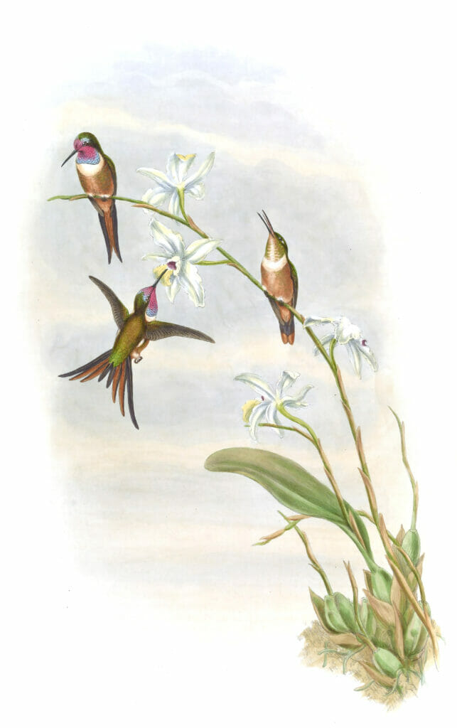 Vintage Illustration Of Lyre Shaped Wood Star Hummingbird In The Public Domain