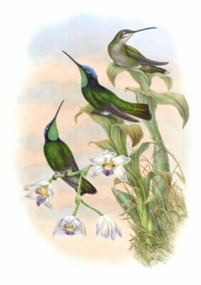 Vintage Illustration Of Talamanca Hummingbird In The Public Domain