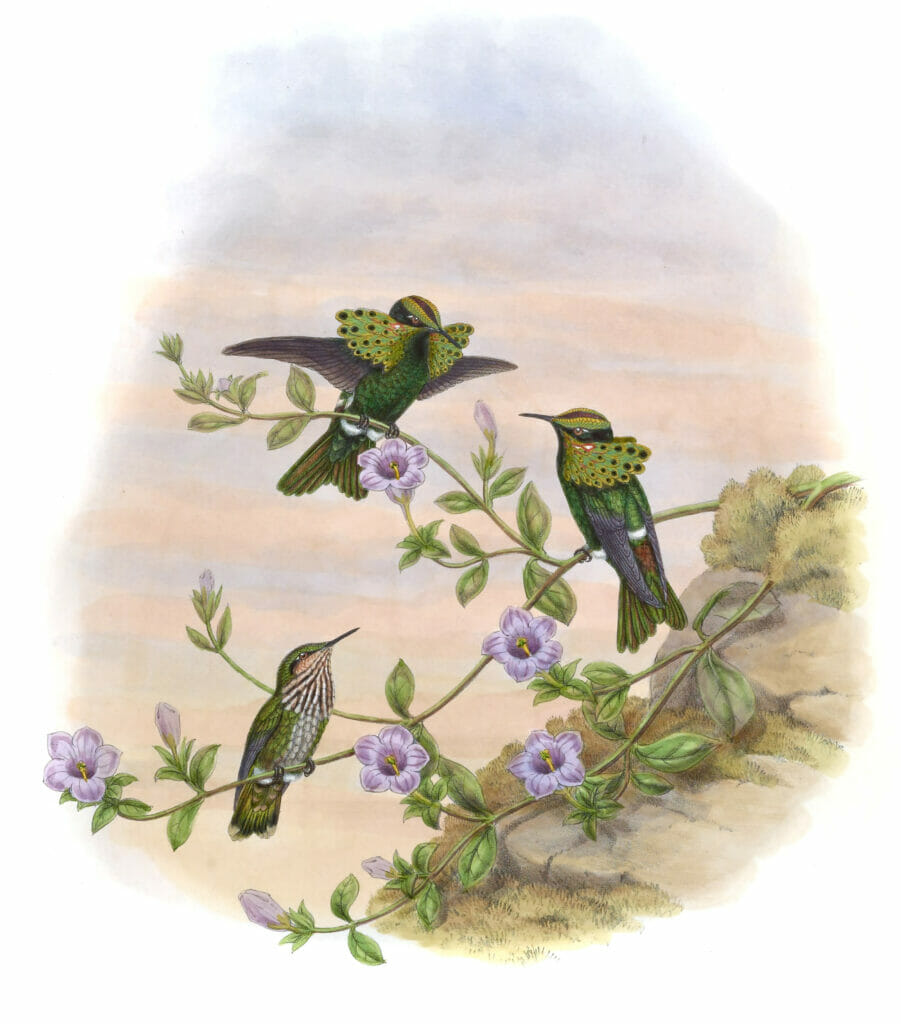 Vintage Illustration Of White Crested Coquette Hummingbird In The Public Domain