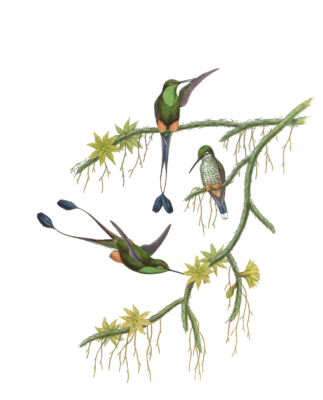Vintage Illustration Of Ecuador Racket Tail Hummingbird In The Public Domain