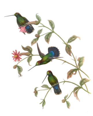 Vintage Illustration Of Green Fronted Lancebill Hummingbird In The Public Domain
