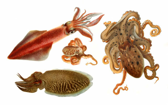 Vintage Illustrations Of Squid Cuttlefish And Octopus