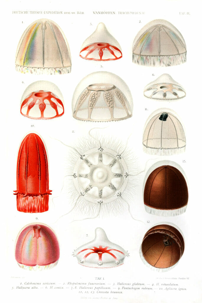 Vintage Jellyfish Illustrations