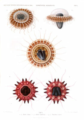 Vintage Jellyfish Illustrations Atolla Clnoii Atolla Valdiviae Nausithoc Rubra
