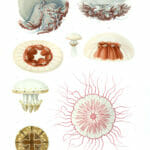 Vintage Jellyfish Illustrations Cephea Coerulea Poralia Rufescens Mastigias Papua Dactylometra Africana