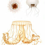 Vintage Jellyfish Illustrations Palephyra Indica Atorella Subglobosa Sanderia Malayensis
