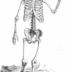 Vintage Human Skeleton Illustration Of Child