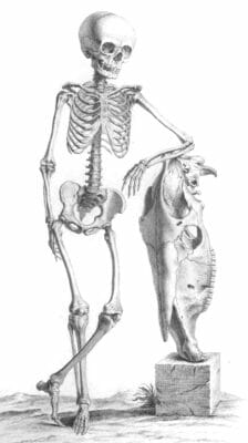 Vintage Human Skeleton Illustration Standing