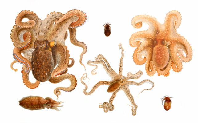 Vintage Illustration Of Cuttlefish And Octopus