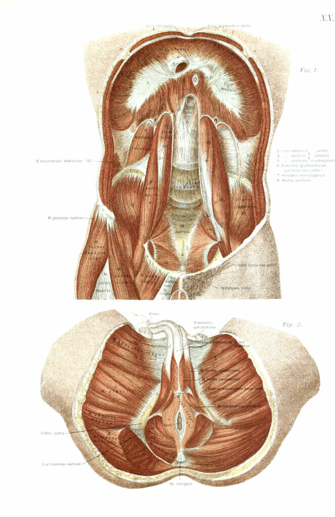 Vintage Illustration Of Human Genitals And Mid Section Muscles