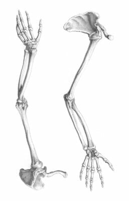 Vintage Illustration Of Bones Of Arm