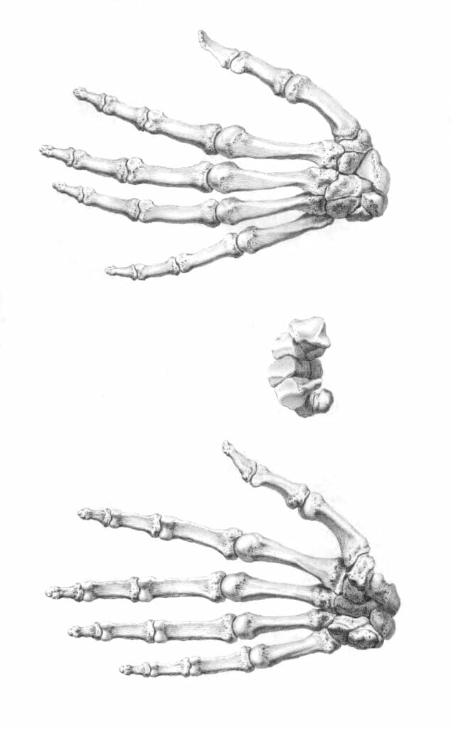 Vintage Illustration Of Bones Of Fingers