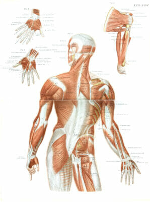 Vintage Illustration Of Human Anatomy Muscles