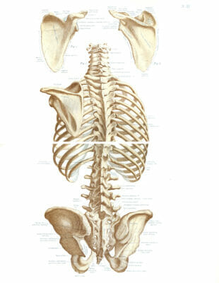 Vintage Illustration Of Human Bones From Rear Torso