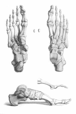 Vintage Illustration Of Human Feet Bones