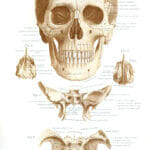 Vintage Illustration Of Human Skull
