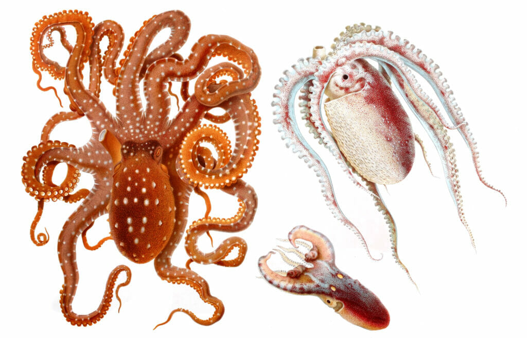 Vintage Illustration Of Octopus